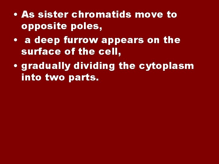  • As sister chromatids move to opposite poles, • a deep furrow appears