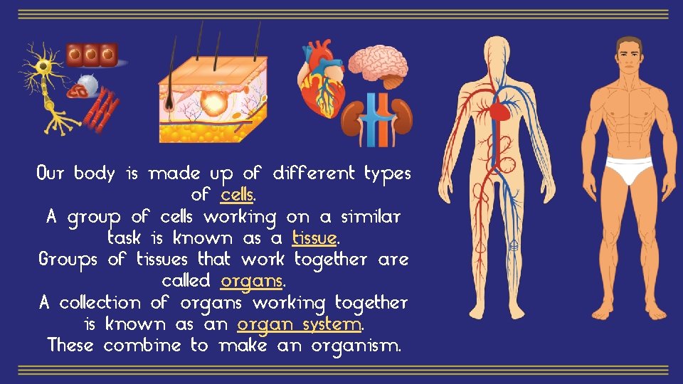 Our body is made up of different types of cells. A group of cells