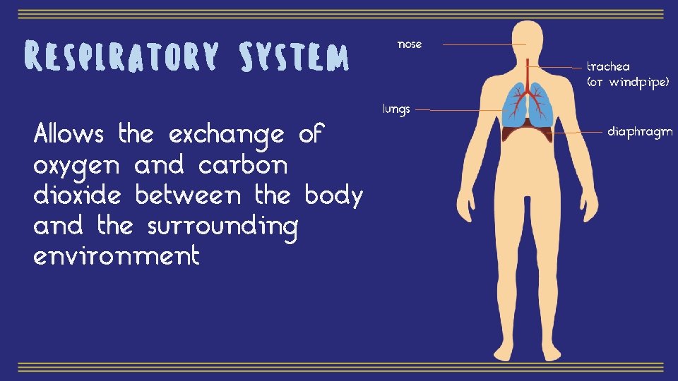 Respiratory System Allows the exchange of oxygen and carbon dioxide between the body and