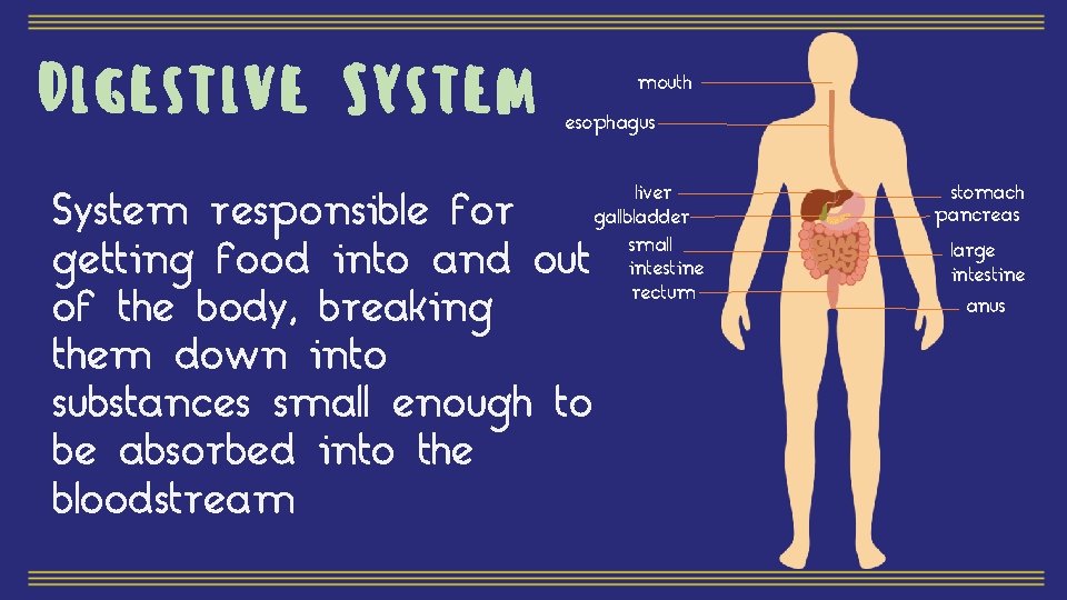 Digestive System mouth esophagus System responsible for getting food into and out of the
