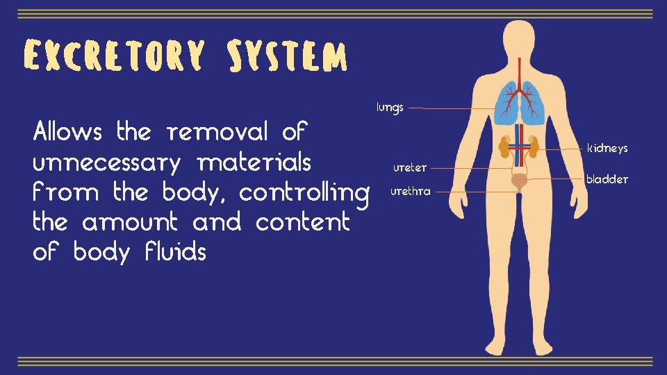 Excretory System Allows the removal of unnecessary materials from the body, controlling the amount