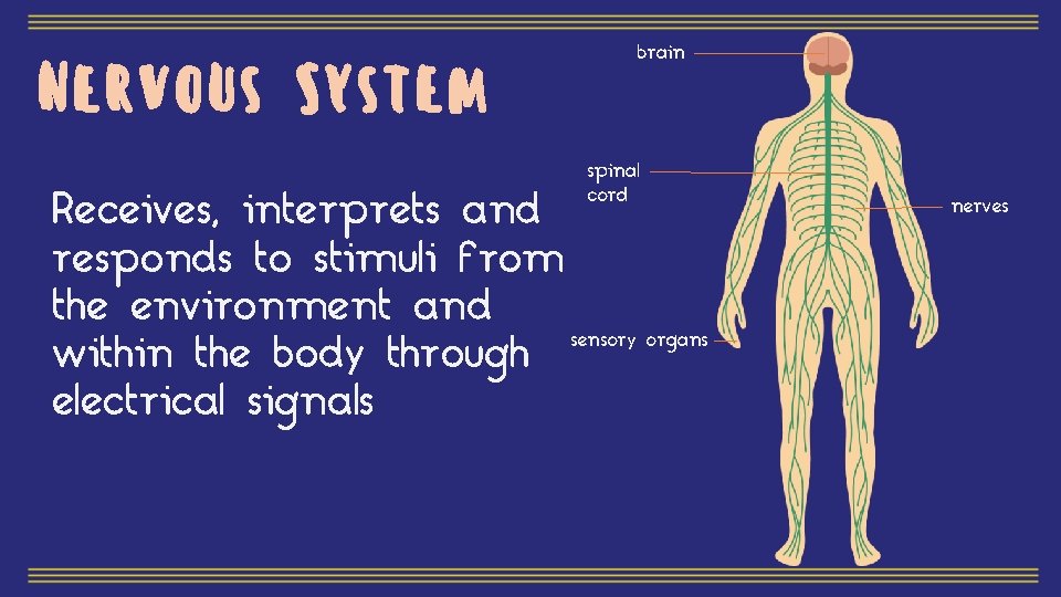 Nervous System brain spinal cord Receives, interprets and responds to stimuli from the environment