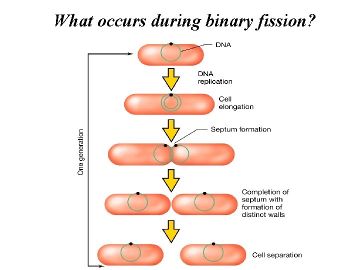 What occurs during binary fission? Mohammed laqqan 