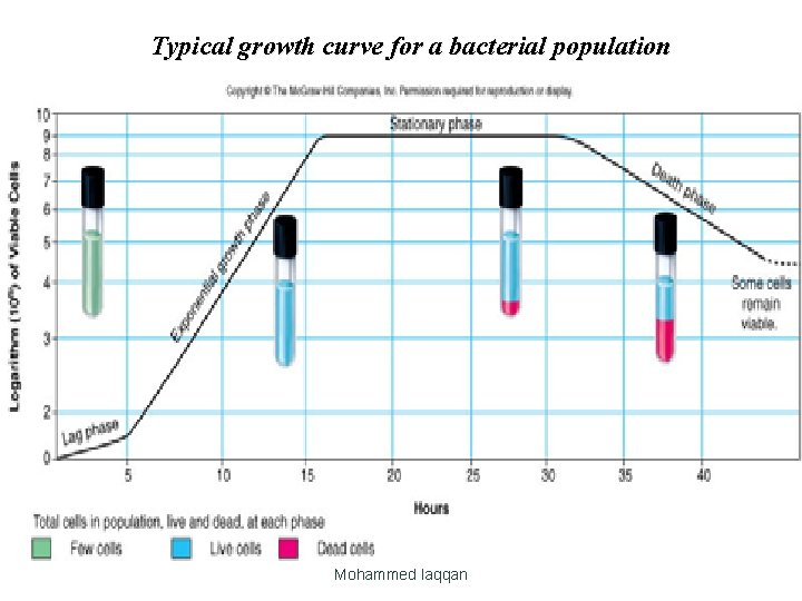 Typical growth curve for a bacterial population Mohammed laqqan 