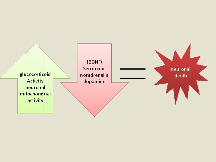 glucocorticoid Activity neuronal mitochondrial activity (BDNF) Serotonin, noradrenalin dopamine neuronal death 