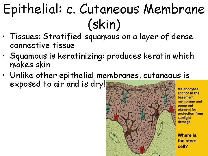 Epithelial: c. Cutaneous Membrane (skin) • Tissues: Stratified squamous on a layer of dense