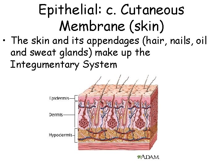 Epithelial: c. Cutaneous Membrane (skin) • The skin and its appendages (hair, nails, oil