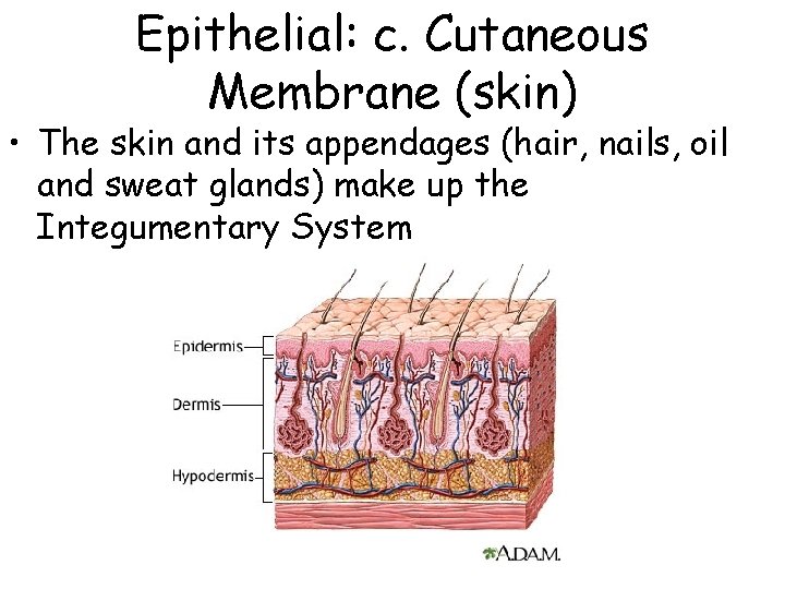 Epithelial: c. Cutaneous Membrane (skin) • The skin and its appendages (hair, nails, oil Epithelial: c. Cutaneous Membrane (skin) • The skin and its appendages (hair, nails, oil