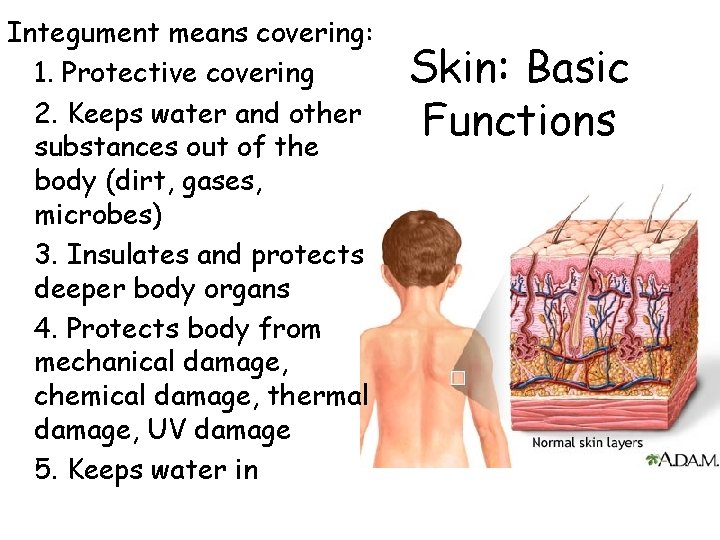 Integument means covering: 1. Protective covering 2. Keeps water and other substances out of Integument means covering: 1. Protective covering 2. Keeps water and other substances out of