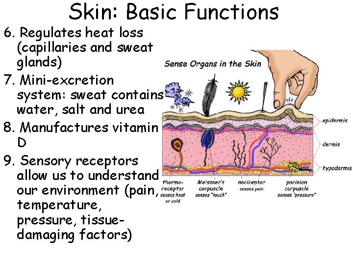 Skin: Basic Functions 6. Regulates heat loss (capillaries and sweat glands) 7. Mini-excretion system: Skin: Basic Functions 6. Regulates heat loss (capillaries and sweat glands) 7. Mini-excretion system: