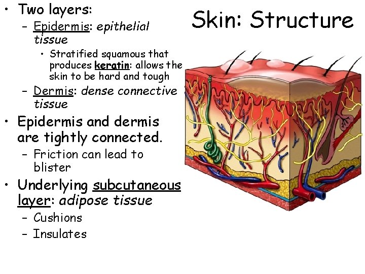  • Two layers: – Epidermis: epithelial tissue • Stratified squamous that produces keratin: