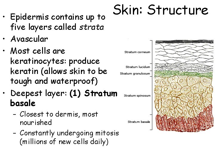 Skin: Structure • Epidermis contains up to five layers called strata • Avascular •