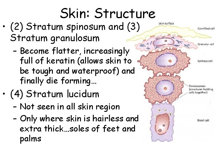 Skin: Structure • (2) Stratum spinosum and (3) Stratum granulosum – Become flatter, increasingly