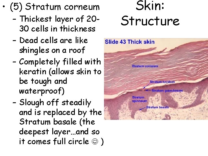  • (5) Stratum corneum – Thickest layer of 2030 cells in thickness –