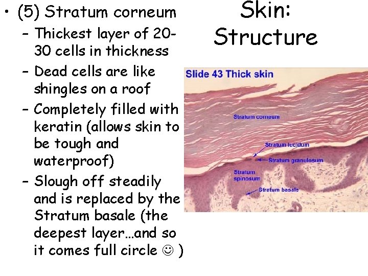 • (5) Stratum corneum – Thickest layer of 2030 cells in thickness – • (5) Stratum corneum – Thickest layer of 2030 cells in thickness –