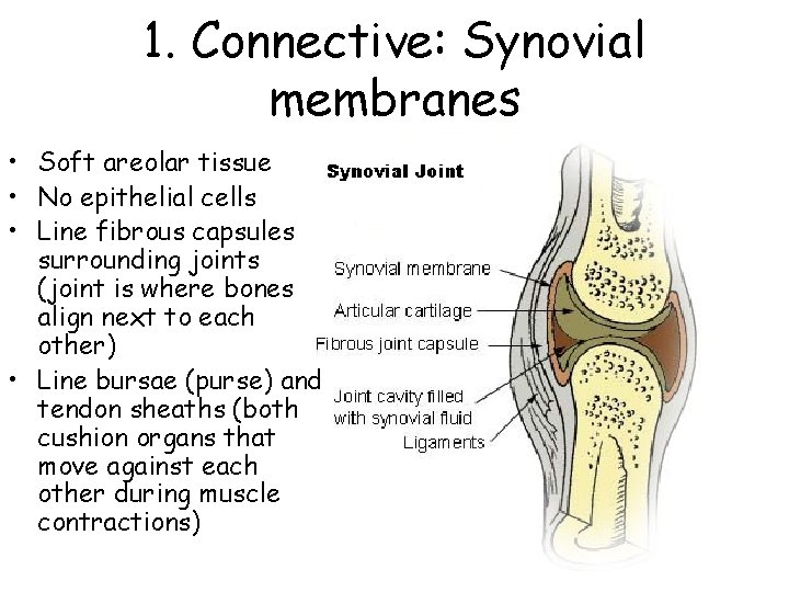 1. Connective: Synovial membranes • Soft areolar tissue • No epithelial cells • Line