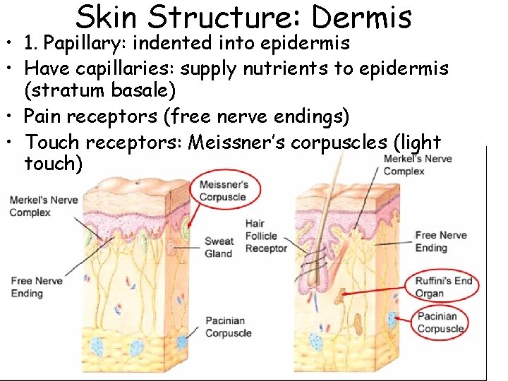 Skin Structure: Dermis • 1. Papillary: indented into epidermis • Have capillaries: supply nutrients Skin Structure: Dermis • 1. Papillary: indented into epidermis • Have capillaries: supply nutrients