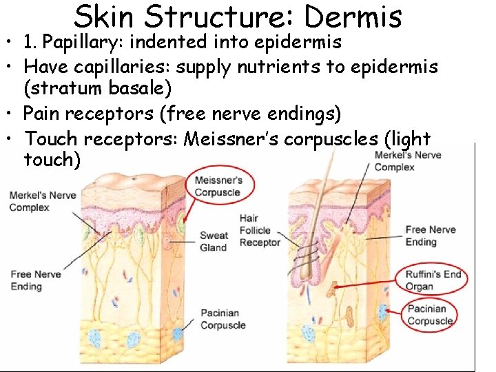 Skin Structure: Dermis • 1. Papillary: indented into epidermis • Have capillaries: supply nutrients