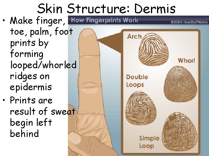Skin Structure: Dermis • Make finger, toe, palm, foot prints by forming looped/whorled ridges Skin Structure: Dermis • Make finger, toe, palm, foot prints by forming looped/whorled ridges