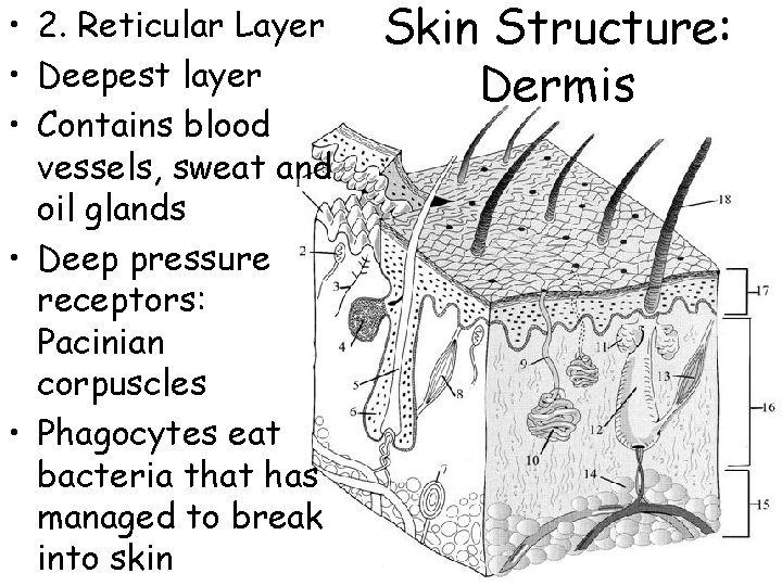  • 2. Reticular Layer • Deepest layer • Contains blood vessels, sweat and