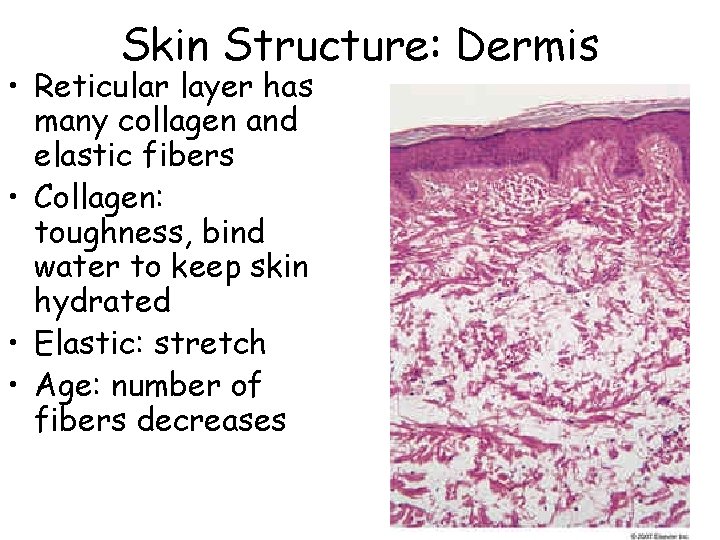 Skin Structure: Dermis • Reticular layer has many collagen and elastic fibers • Collagen: