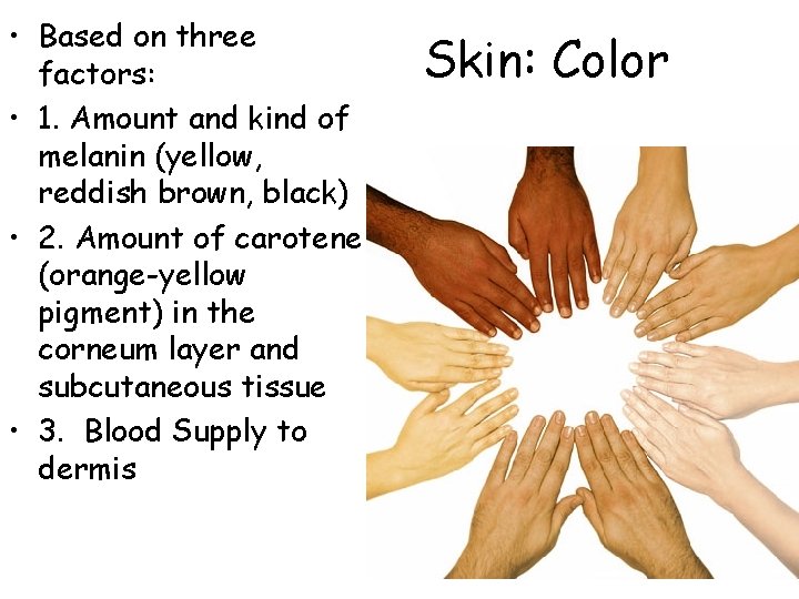  • Based on three factors: • 1. Amount and kind of melanin (yellow,