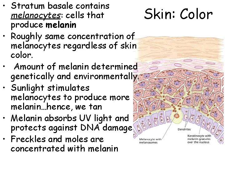  • Stratum basale contains melanocytes: cells that produce melanin • Roughly same concentration