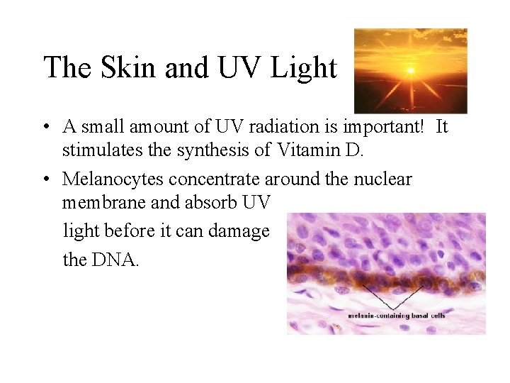 The Skin and UV Light • A small amount of UV radiation is important!