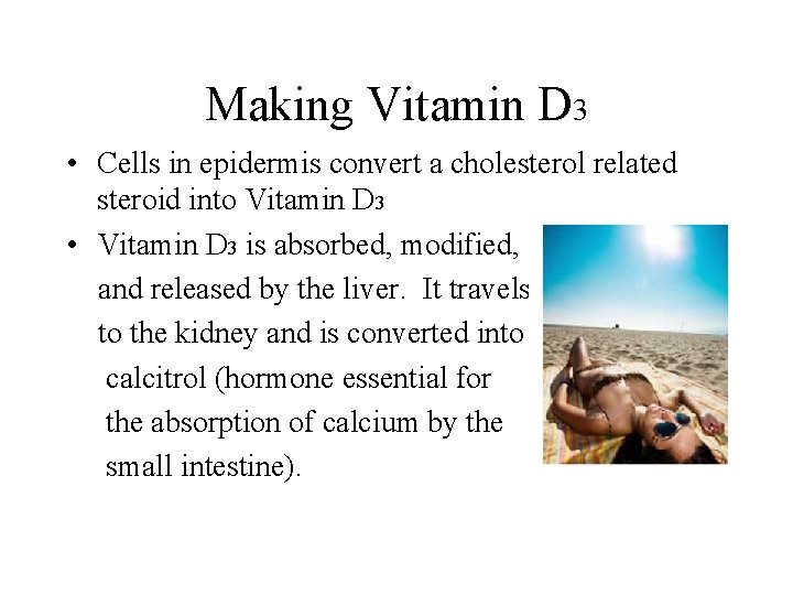 Making Vitamin D 3 • Cells in epidermis convert a cholesterol related steroid into Making Vitamin D 3 • Cells in epidermis convert a cholesterol related steroid into