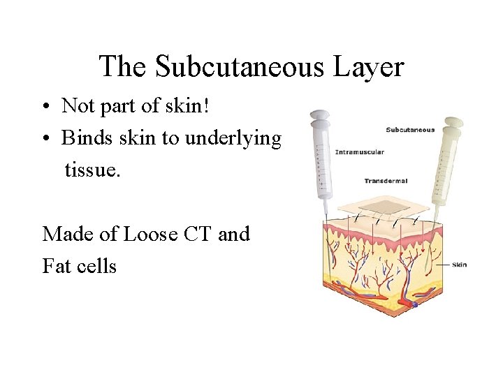 The Subcutaneous Layer • Not part of skin! • Binds skin to underlying tissue.