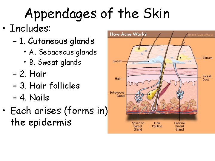 Appendages of the Skin • Includes: – 1. Cutaneous glands • A. Sebaceous glands