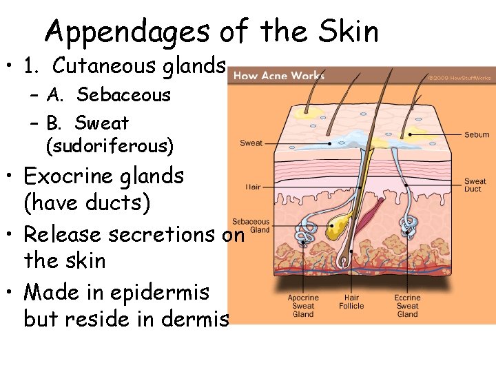 Appendages of the Skin • 1. Cutaneous glands – A. Sebaceous – B. Sweat