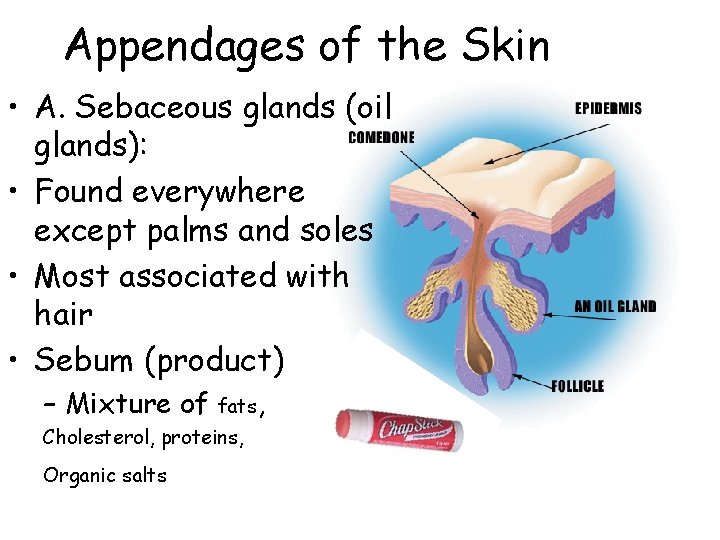 Appendages of the Skin • A. Sebaceous glands (oil glands): • Found everywhere except Appendages of the Skin • A. Sebaceous glands (oil glands): • Found everywhere except