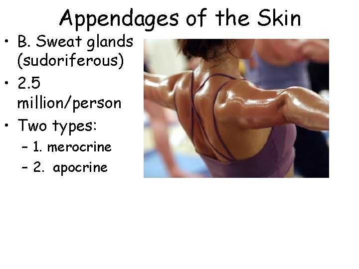 Appendages of the Skin • B. Sweat glands (sudoriferous) • 2. 5 million/person • Appendages of the Skin • B. Sweat glands (sudoriferous) • 2. 5 million/person •
