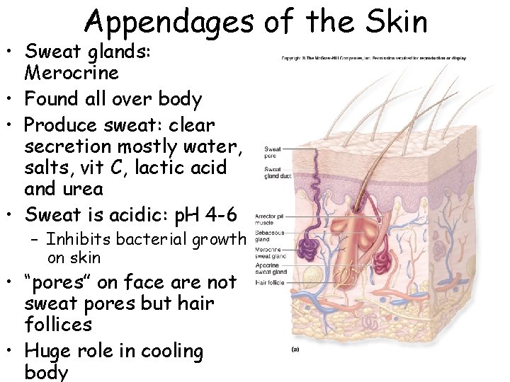 Appendages of the Skin • Sweat glands: Merocrine • Found all over body •
