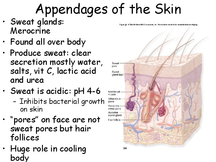 Appendages of the Skin • Sweat glands: Merocrine • Found all over body • Appendages of the Skin • Sweat glands: Merocrine • Found all over body •