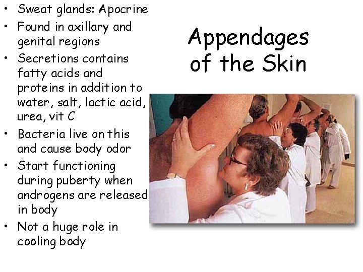 • Sweat glands: Apocrine • Found in axillary and genital regions • Secretions • Sweat glands: Apocrine • Found in axillary and genital regions • Secretions