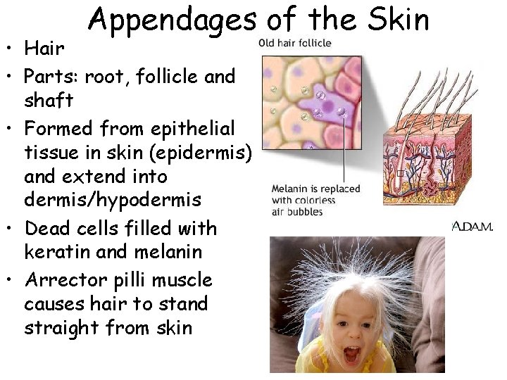 Appendages of the Skin • Hair • Parts: root, follicle and shaft • Formed