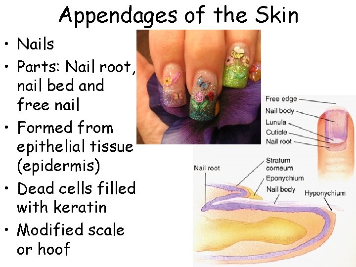 Appendages of the Skin • Nails • Parts: Nail root, nail bed and free Appendages of the Skin • Nails • Parts: Nail root, nail bed and free