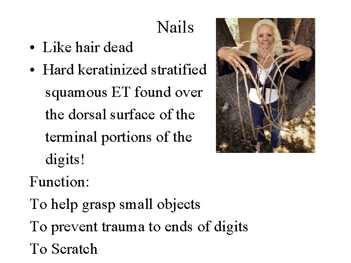 Nails • Like hair dead • Hard keratinized stratified squamous ET found over the Nails • Like hair dead • Hard keratinized stratified squamous ET found over the
