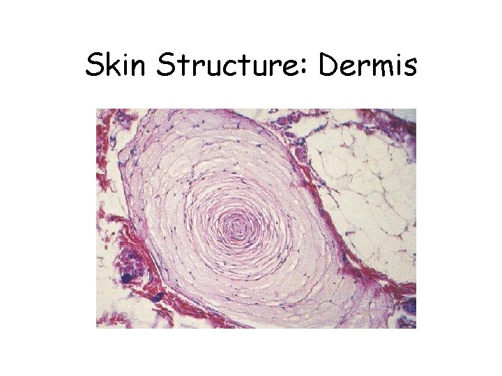 Skin Structure: Dermis Skin Structure: Dermis