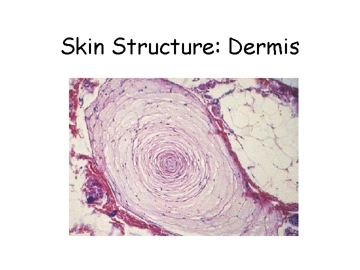 Skin Structure: Dermis 