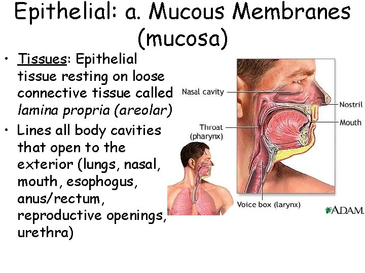 Epithelial: a. Mucous Membranes (mucosa) • Tissues: Epithelial tissue resting on loose connective tissue Epithelial: a. Mucous Membranes (mucosa) • Tissues: Epithelial tissue resting on loose connective tissue