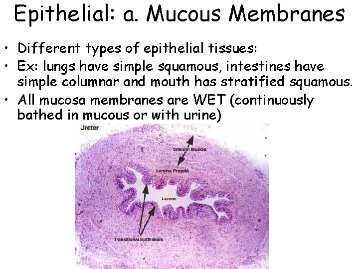 Epithelial: a. Mucous Membranes • Different types of epithelial tissues: • Ex: lungs have