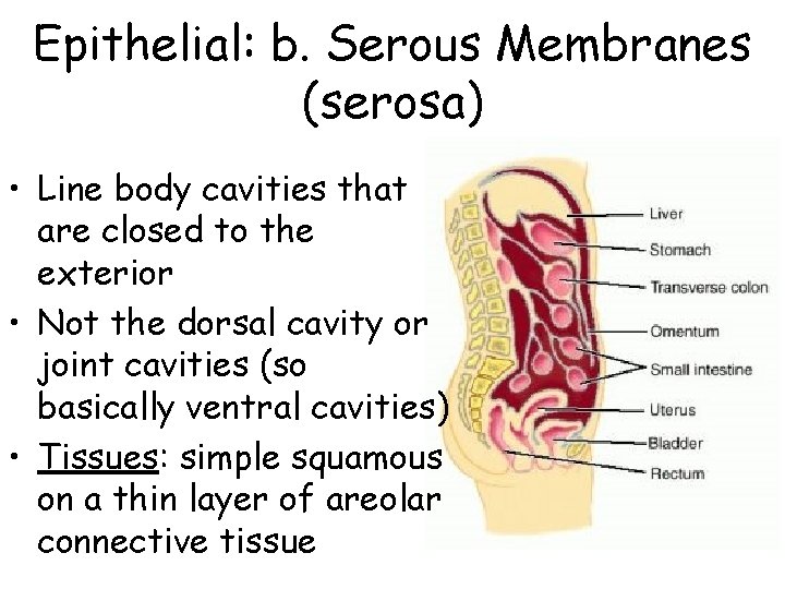 Epithelial: b. Serous Membranes (serosa) • Line body cavities that are closed to the Epithelial: b. Serous Membranes (serosa) • Line body cavities that are closed to the