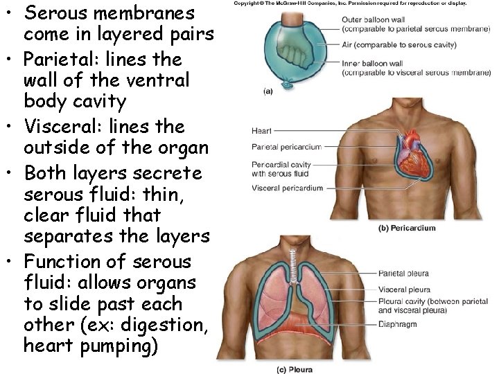  • Serous membranes come in layered pairs • Parietal: lines the wall of