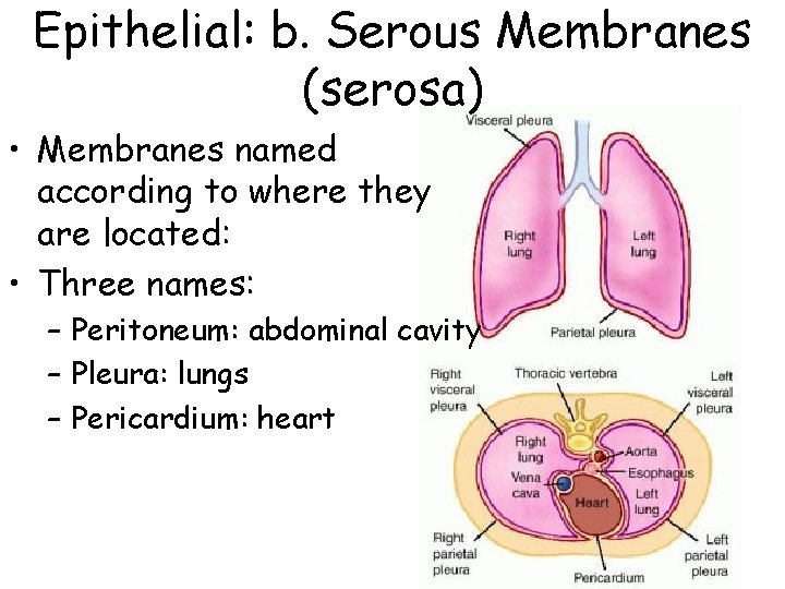 Epithelial: b. Serous Membranes (serosa) • Membranes named according to where they are located: Epithelial: b. Serous Membranes (serosa) • Membranes named according to where they are located: