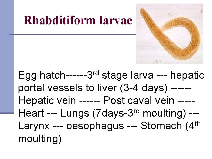 Rhabditiform larvae Egg hatch------3 rd stage larva --- hepatic portal vessels to liver (3