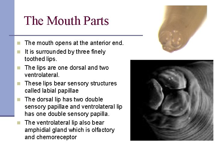 The Mouth Parts n The mouth opens at the anterior end. n It is