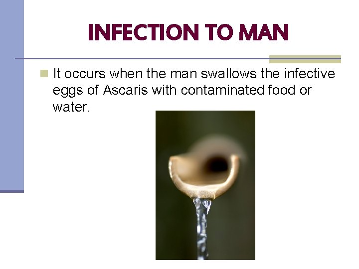 INFECTION TO MAN n It occurs when the man swallows the infective eggs of